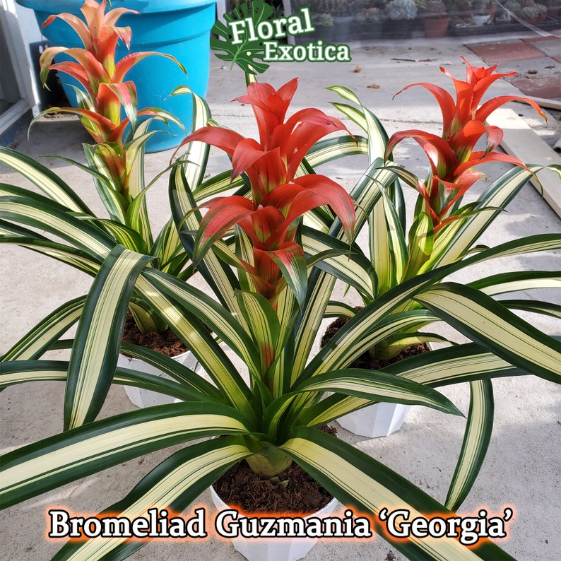 Fancy Bromeliad Guzmania George RARE Variegated Guzmania Highly Acclaimed Variegated Foliage 6" Blooming Plant