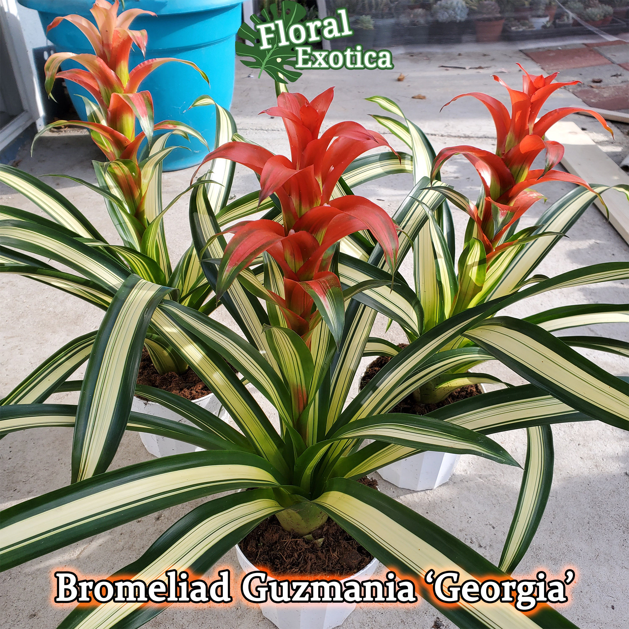 Fancy Bromeliad Guzmania george RARE Variegated - Etsy Ireland