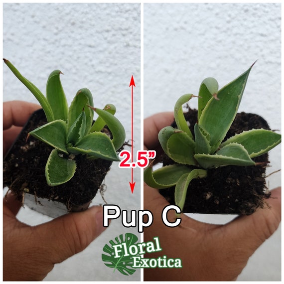 Agave Potatorum Cubic Variegated - アガベ ポタトラム