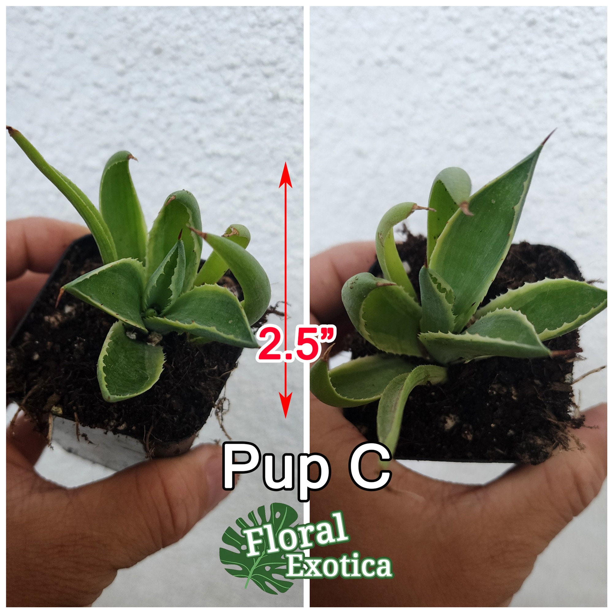 Agave Potatorum Cubic Variegated - アガベ ポタトラム Agave Potatorum Cubic Variegated - アガベ ポタトラム