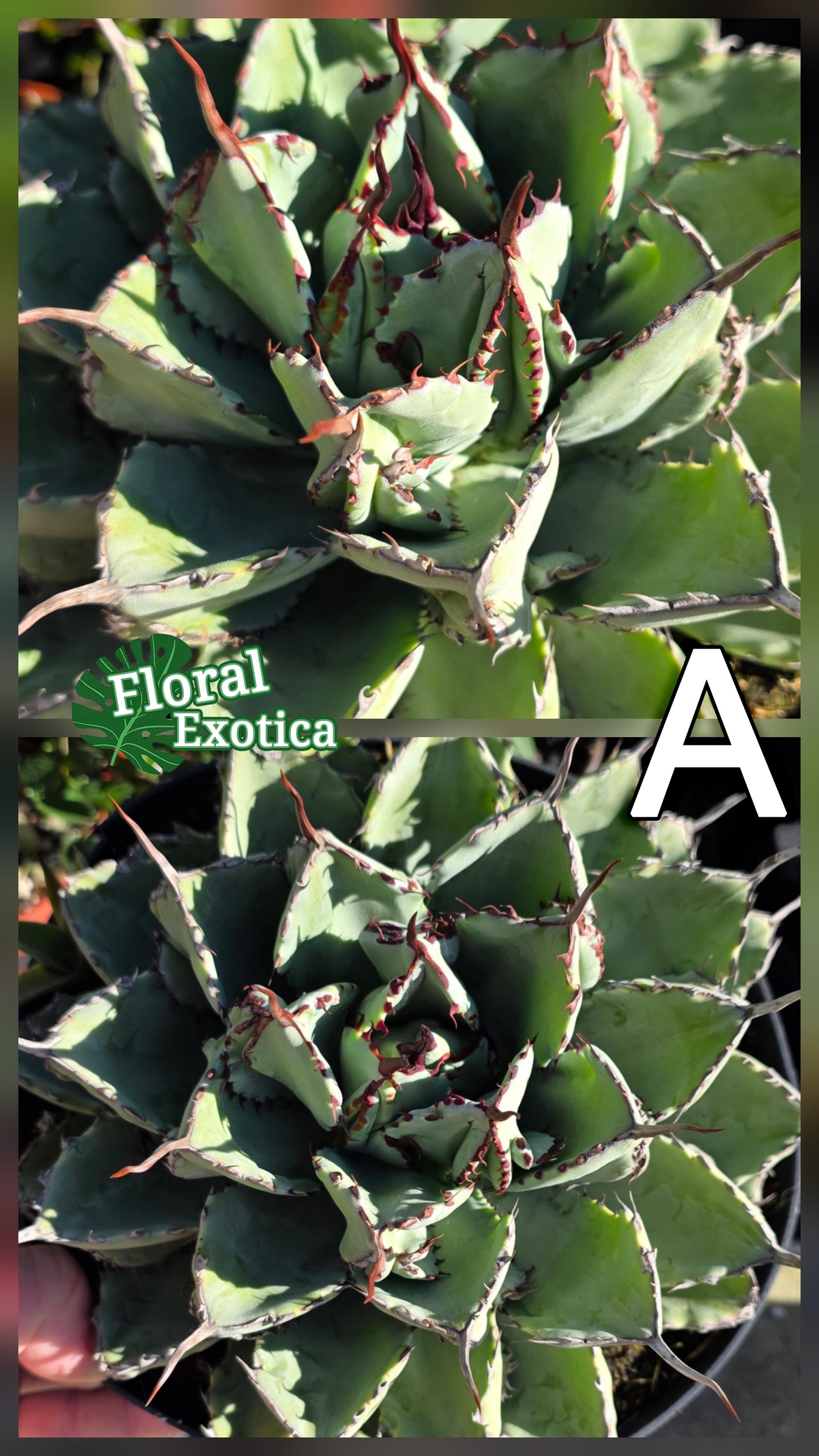 Agave Potatorum 'Cubic': Thick Leaf Rosette, Collectible Cultivar