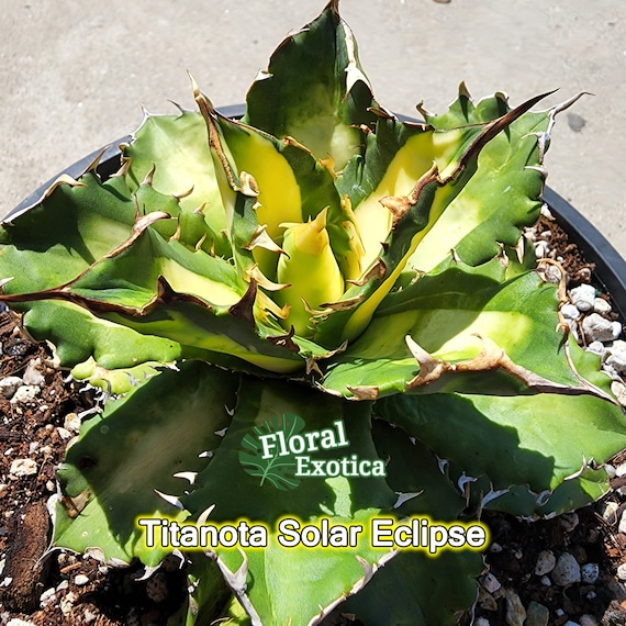 Titanota 'solar Eclipse' - Agave Titanota MP Aurea Titanota 'solar Eclipse' - Agave Titanota MP Aurea