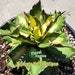 see more listings in the Agaves section