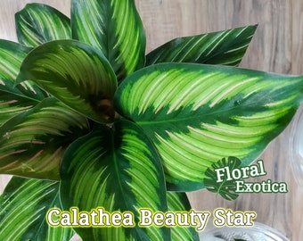 Calathea "Beauty Star" Fogliame Sorprendente per gli amanti tropicali