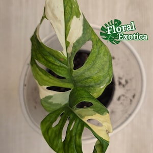 Bunte Monstera Adansonii Starter - Genaue Pflanze
