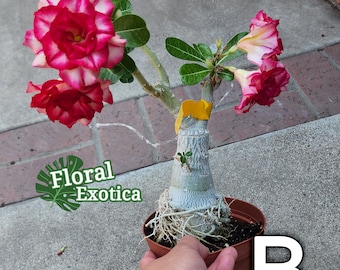 Desert Rose - Adenium Obesum - Double Flowering - Fat and Large Caudex