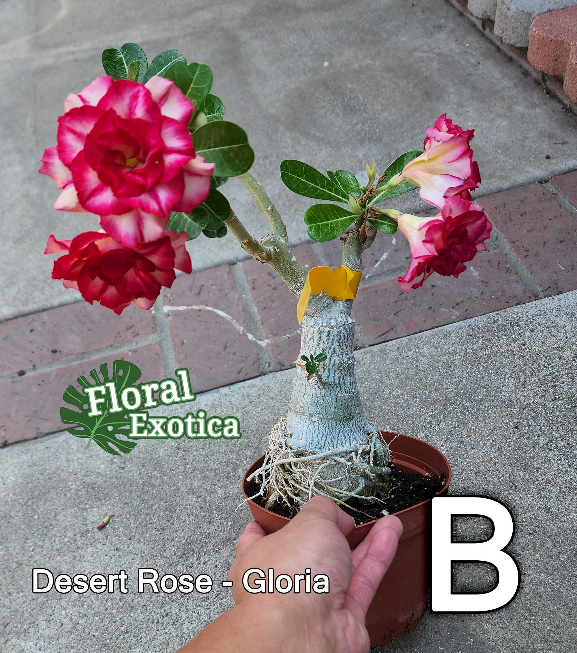 Desert Rose ‘Rose Crown’ (Adenium hybrid)