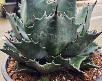 5*3様 アガベ　Agave isthmensis ✕ parrasana hy Treenist - 15.Agave parrasana x isthmensis 5500- | Facebook
