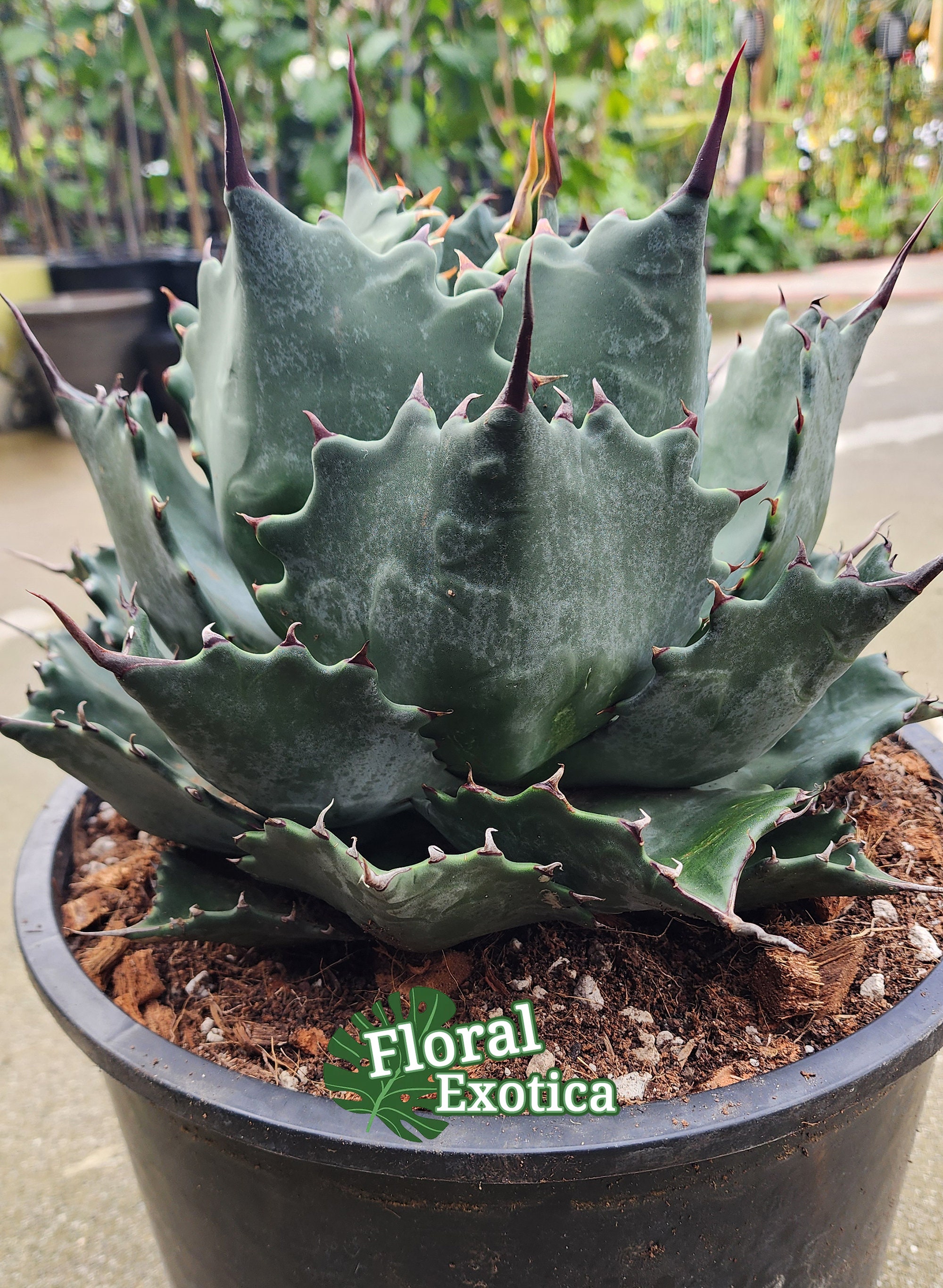 5*3様 アガベ　Agave isthmensis ✕ parrasana hy Agave parrasana x isthmensis . . . . . . #アガベ#agave