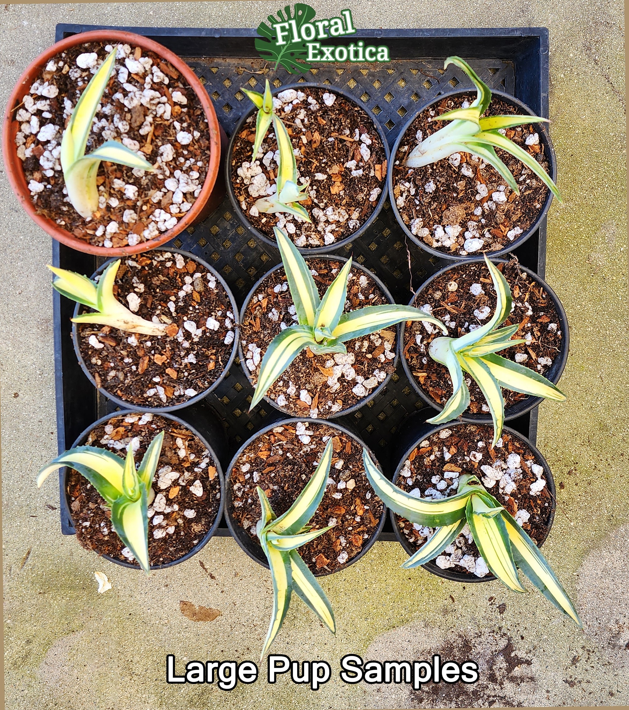 Agave Salmiana var. Ferox Mediopicata 'Alex' - アアガベ サルミアナ
