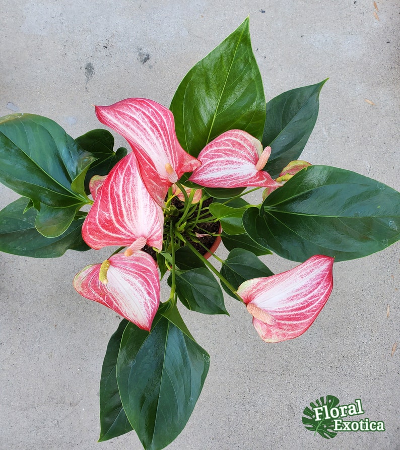 Anthurium Livium