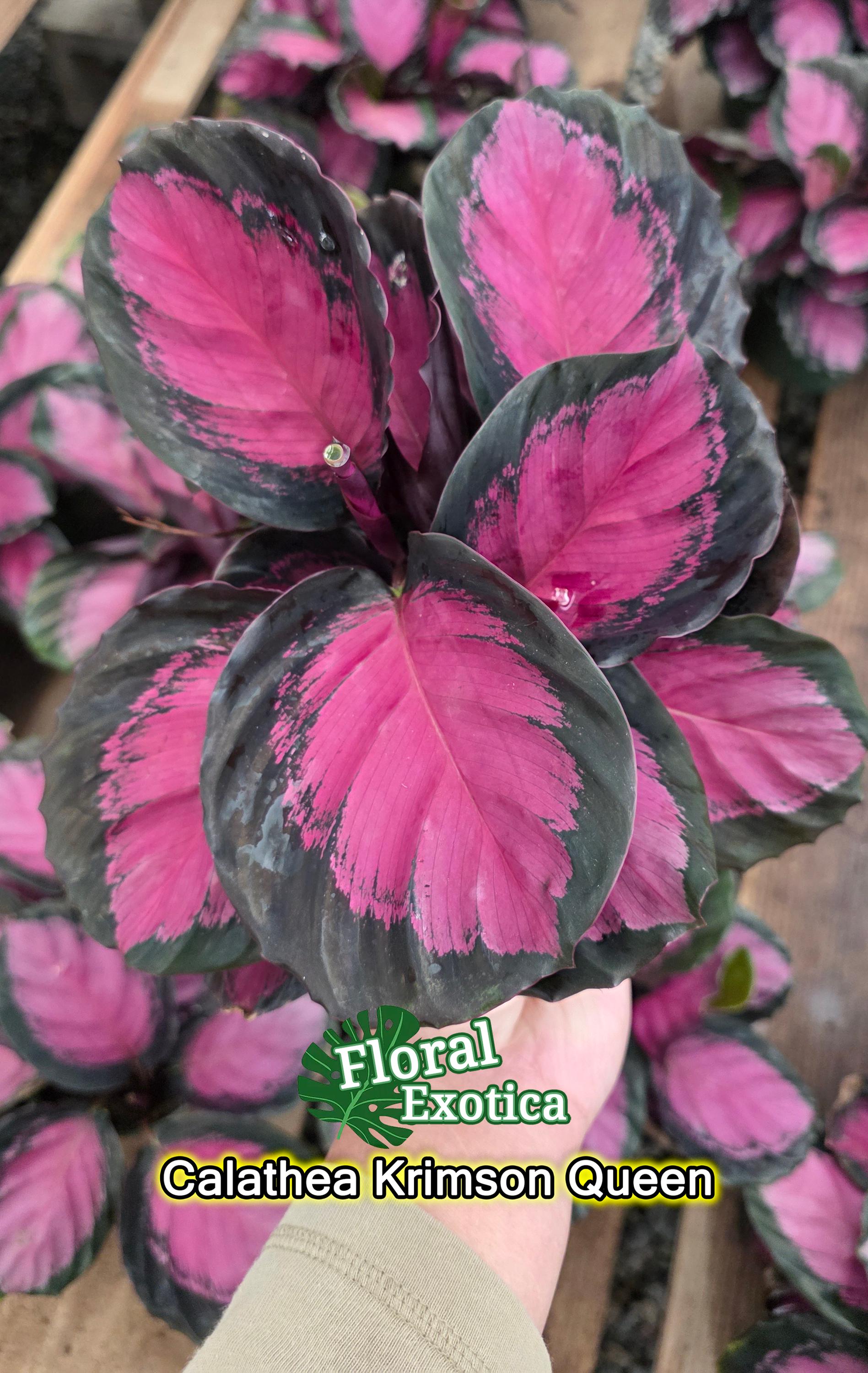 FloraExotica - Etsy 日本