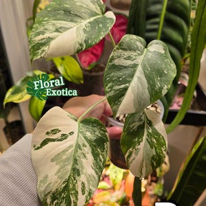 High Variegation Albo Monstera Albo Borsigiana - Specimen / Rooted Nodes
