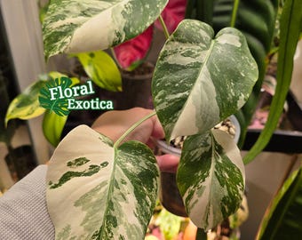 High Variegation Albo Monstera Albo Borsigiana - Specimen / Rooted Nodes