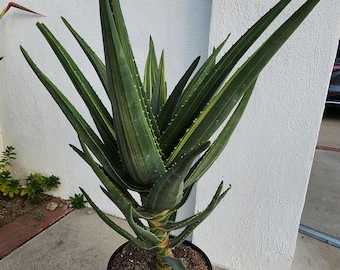 斑入りアロエ・ヘラクレス – 希少コレクター標本樹木アロエ - Etsy 日本