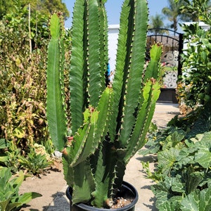 Euphorbia Chocolate Drop  - Armed Euphorbia Cactus - African Candelabra - Introductory Release - Free Shipping