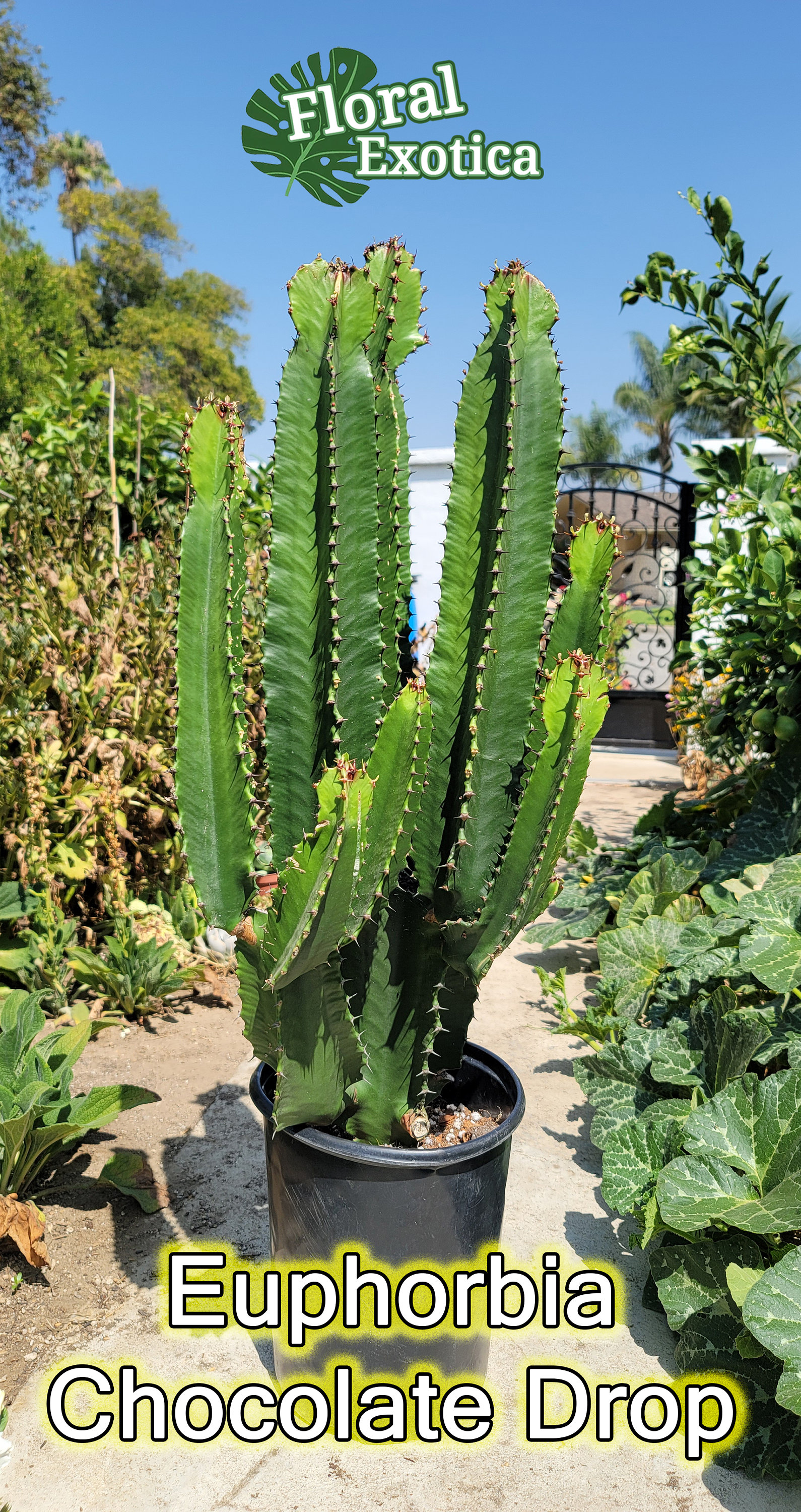 Euphorbia Chocolate Drop  - Armed Euphorbia Cactus - African Candelabra - Introductory Release - Free Shipping