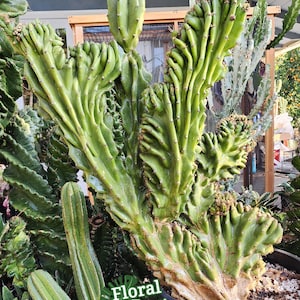 Crested Blue Monstrose Peruvian Cactus - Rare Collector Cactus
