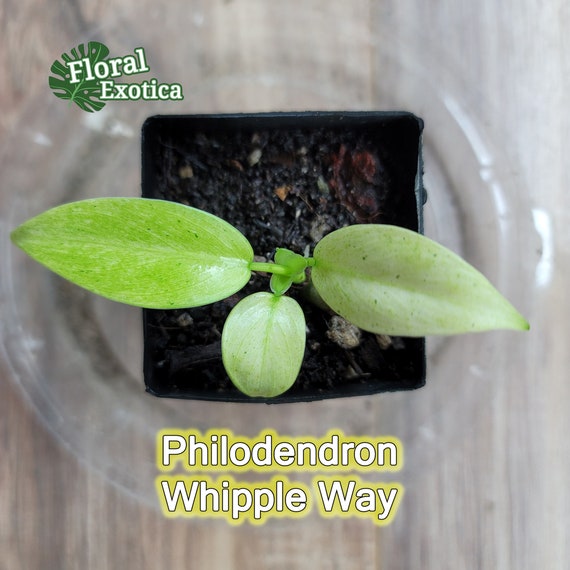Philodendron Whipple Way Profile Rare Collector Plant Free Etsy Singapore