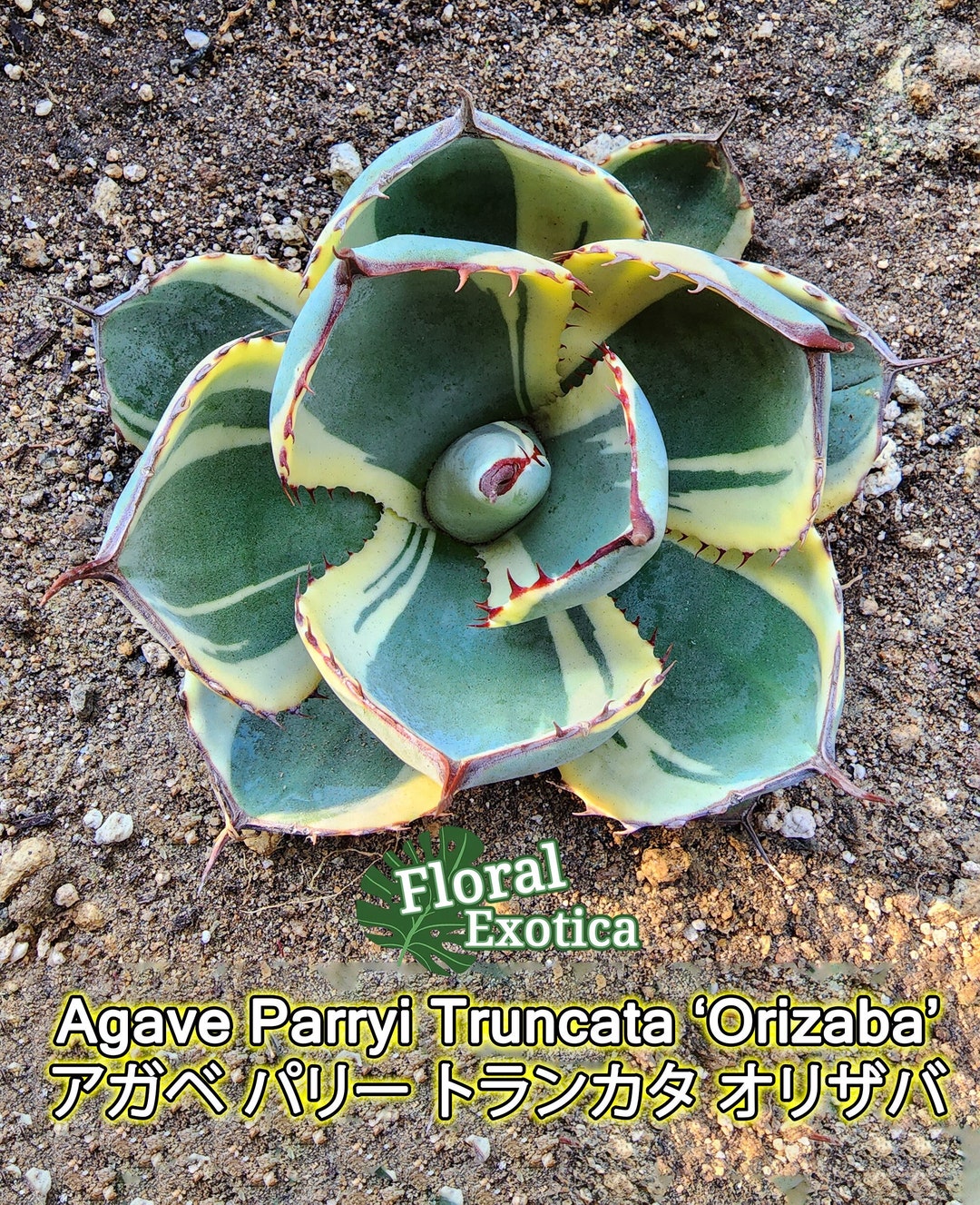 Agave Parryi Truncata 'Orizaba' - アガベ パリー トランカタ Agave Parryi Truncata 'Orizaba' - アガベ パリー トランカタ