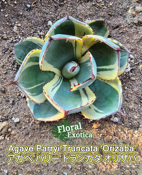 Agave Parryi Truncata 'Orizaba' - アガベ パリー トランカタ Agave Parryi Truncata 'Orizaba' - アガベ パリー トランカタ