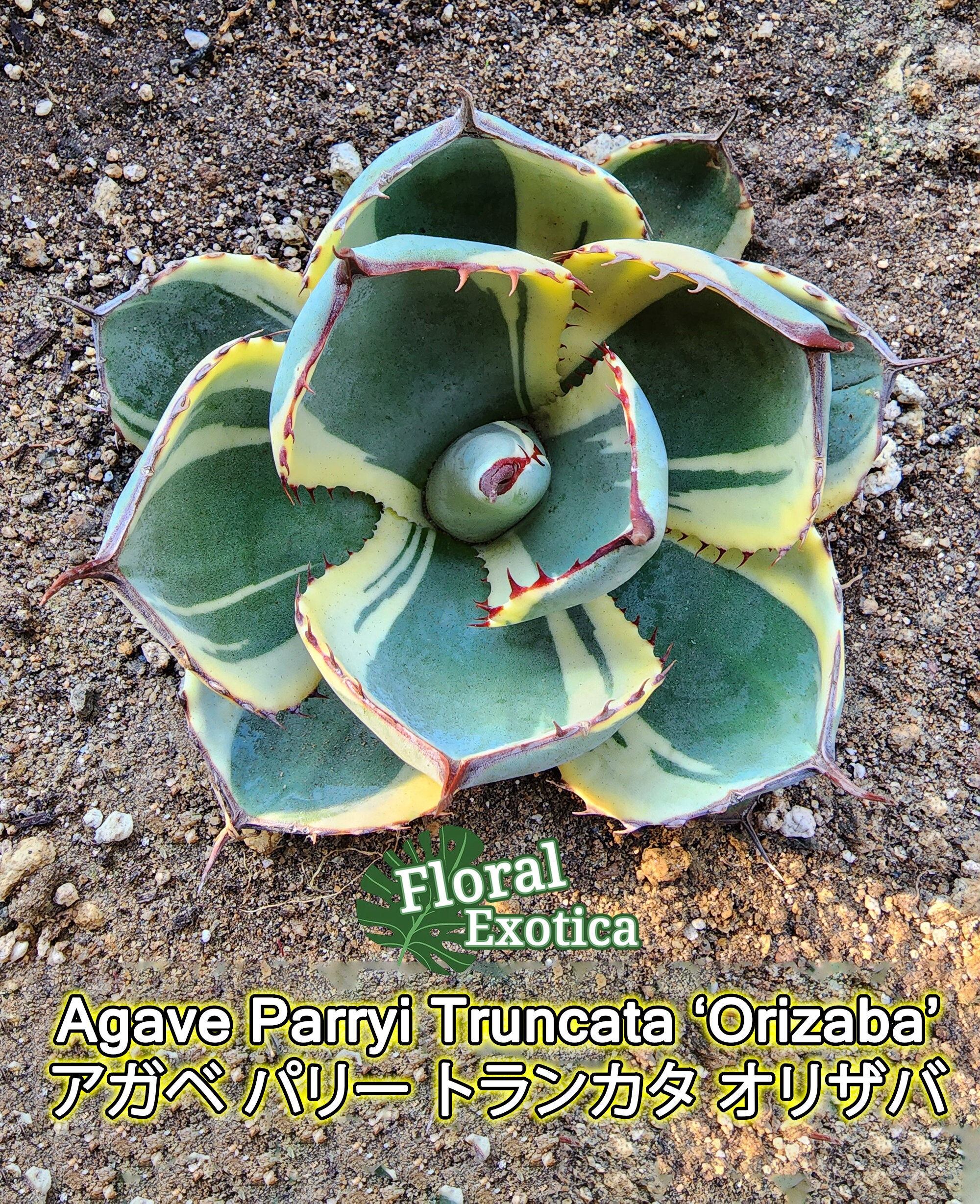 Agave Parryi Truncata 'Orizaba' - アガベ パリー トランカタ Agave Parryi Truncata 'Orizaba' - アガベ パリー トランカタ