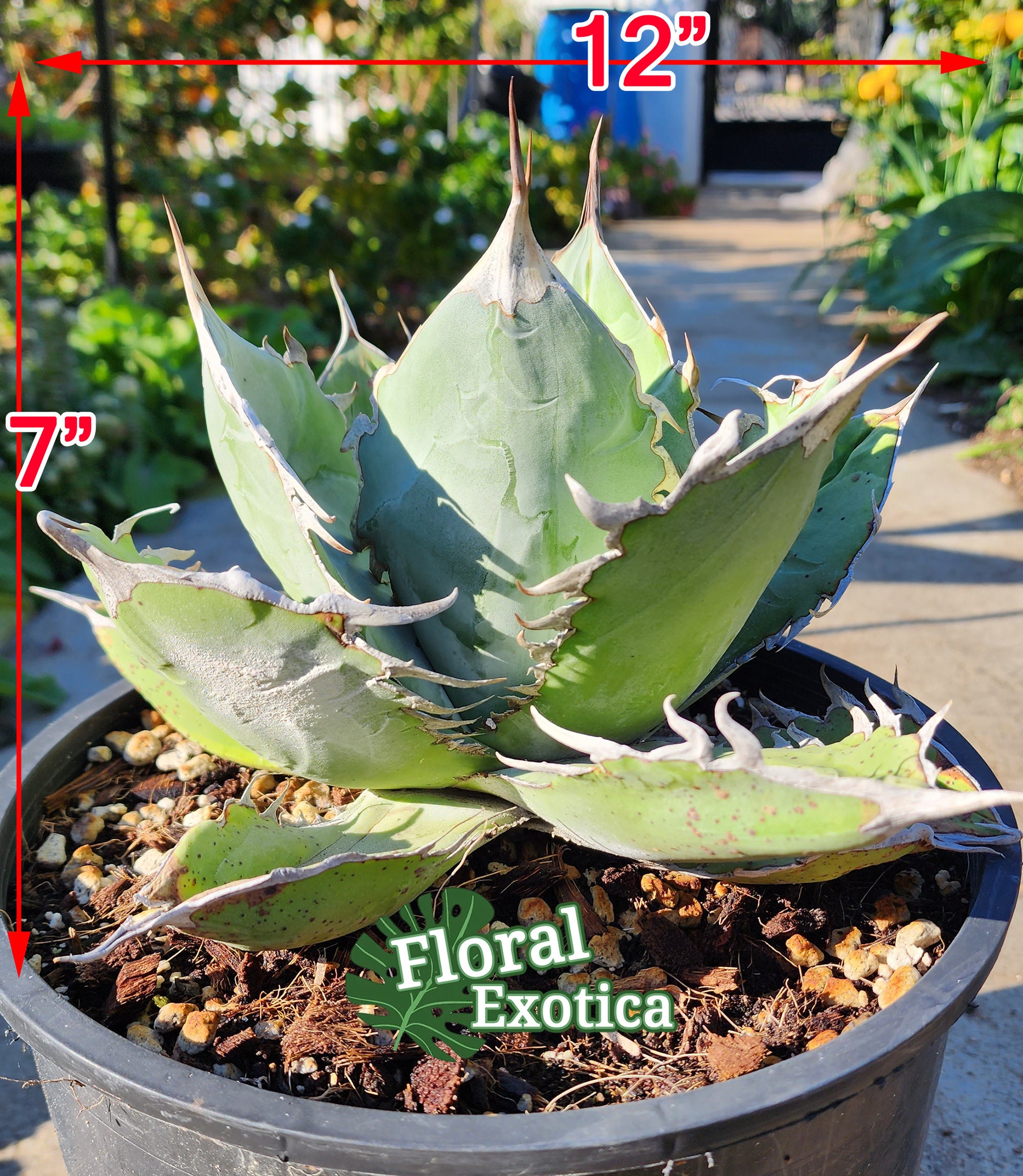 Agave titanota White Ice 美株　子株2つ付　最終値下げ Agave titanota White Ice 美株 子株2つ付 Yahoo!オークション