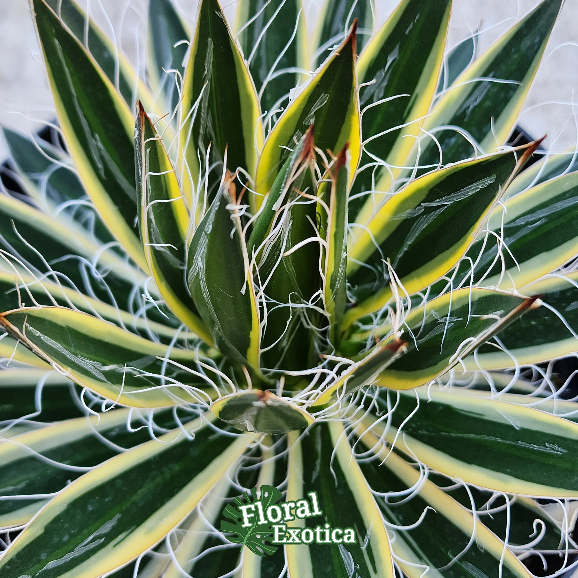 Agave Filifera Schidigera 