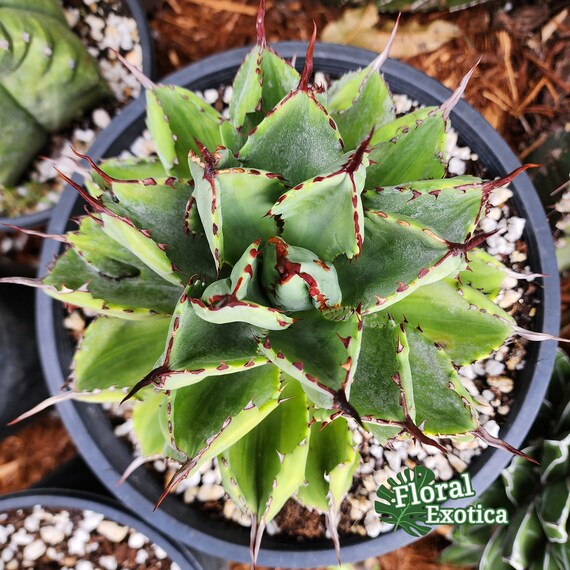 Agave Potatorum Cubic Variegated - アガベ ポタトラム