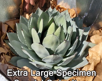 Agave Parryi Truncata - Blue Collector Agave - Rare 18" - 24" Giant Prime Collection Specimen!