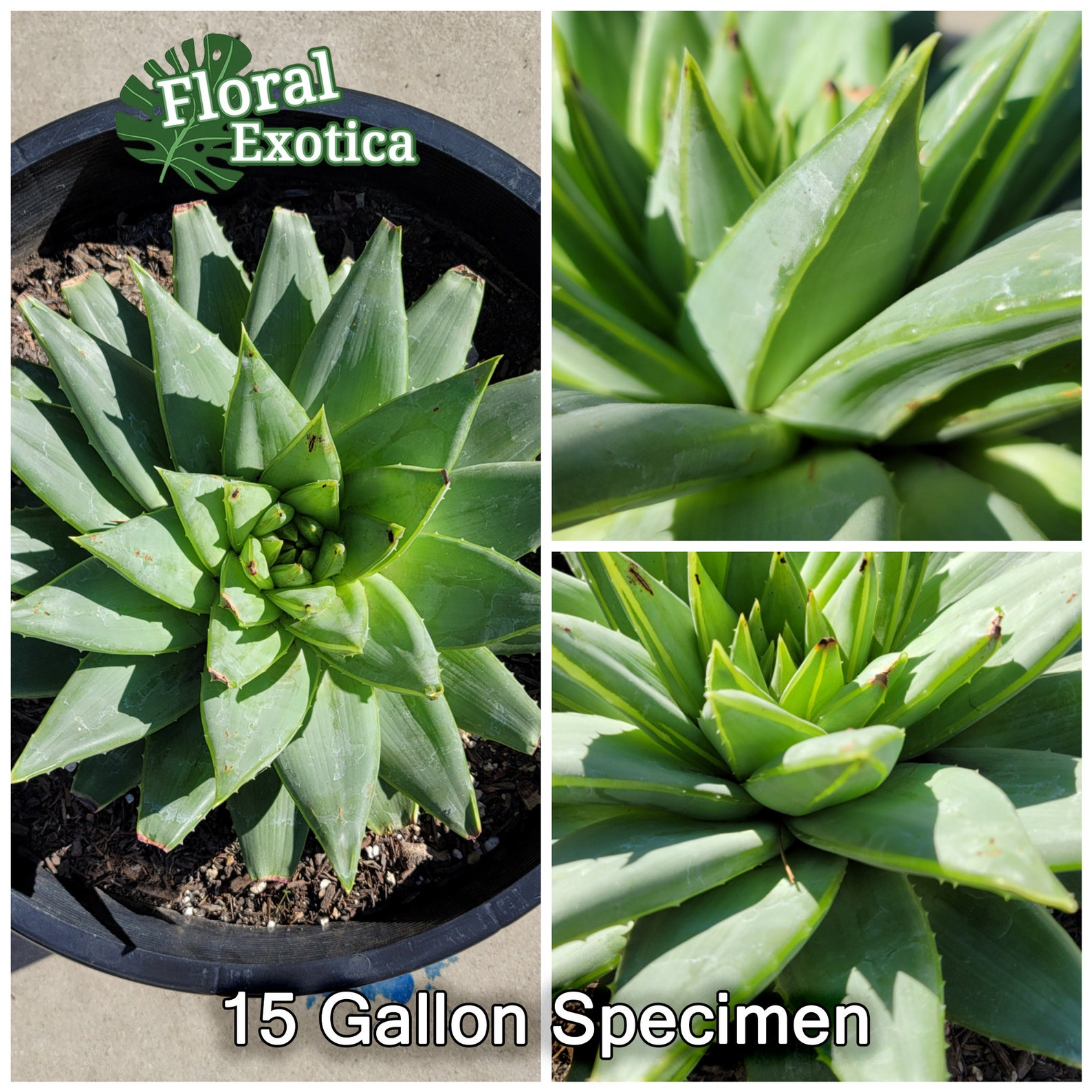 Aloe Polyphylla Live Plant Not Seeds Clockwise or Etsy