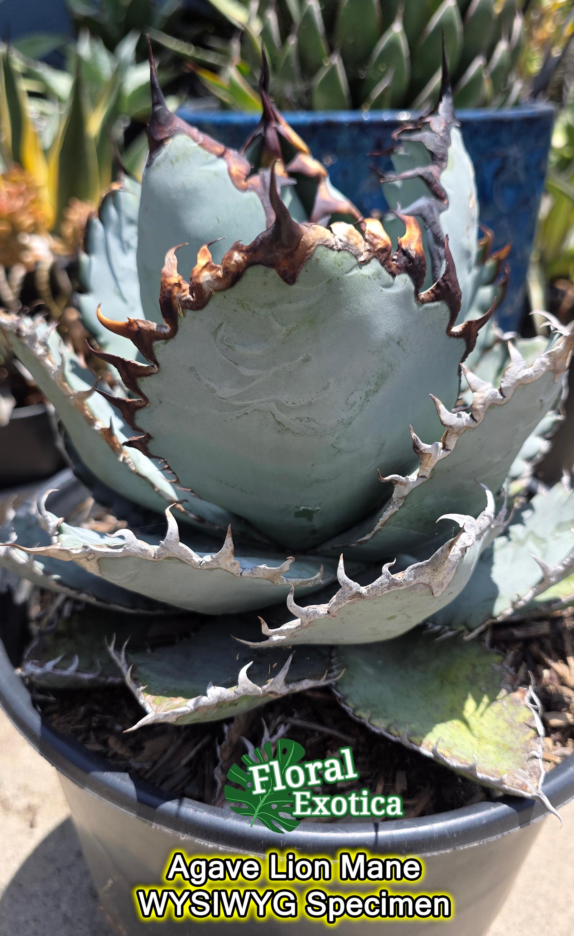 Agave Titanota - Etsy UK