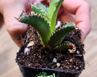 Agave Titanota 'red Catweazle' - 