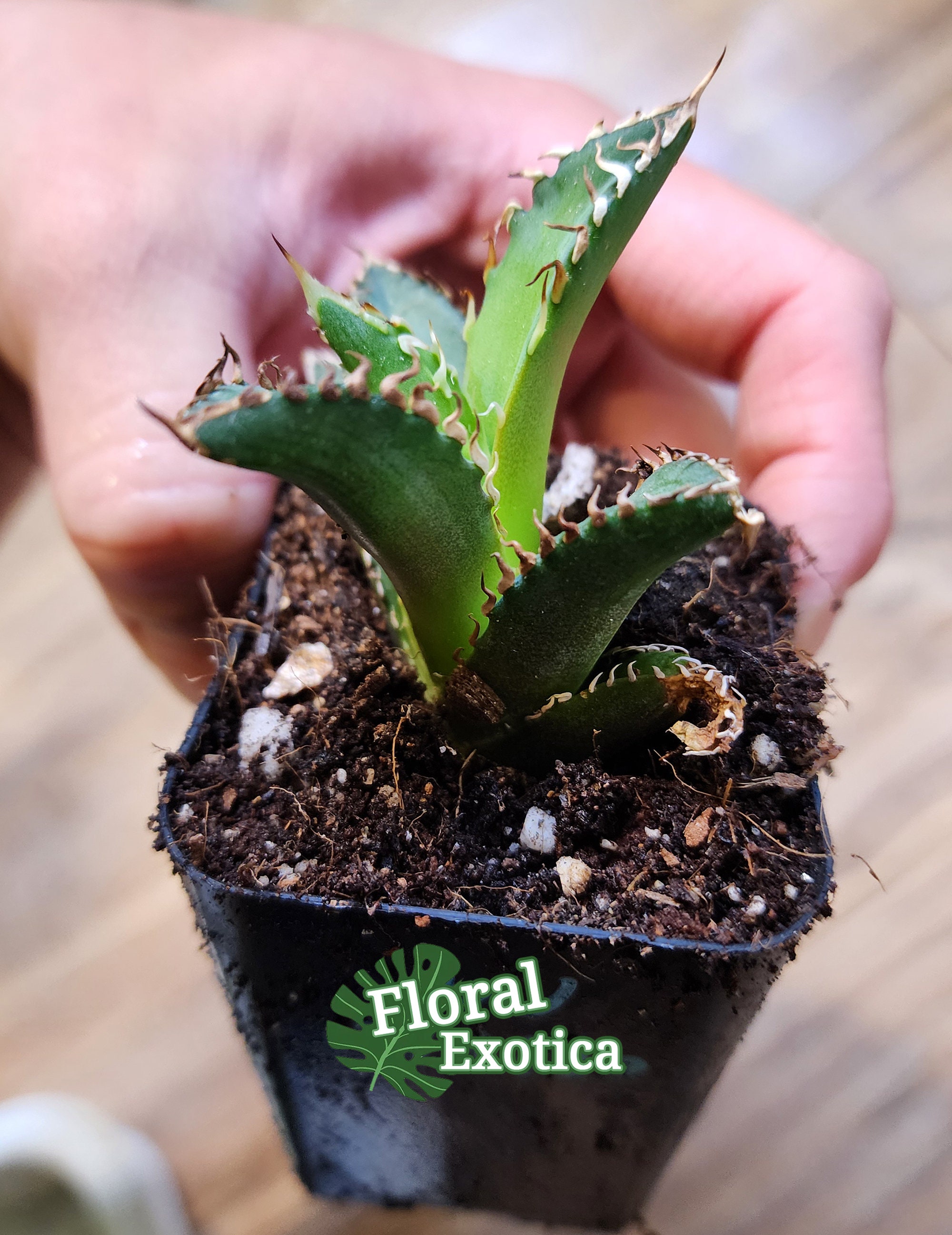 Agave Titanota 'red Catweazle' - 