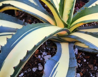 Agave Salmiana var. Ferox Mediopicata 'Alex' - アアガベ サルミアナ