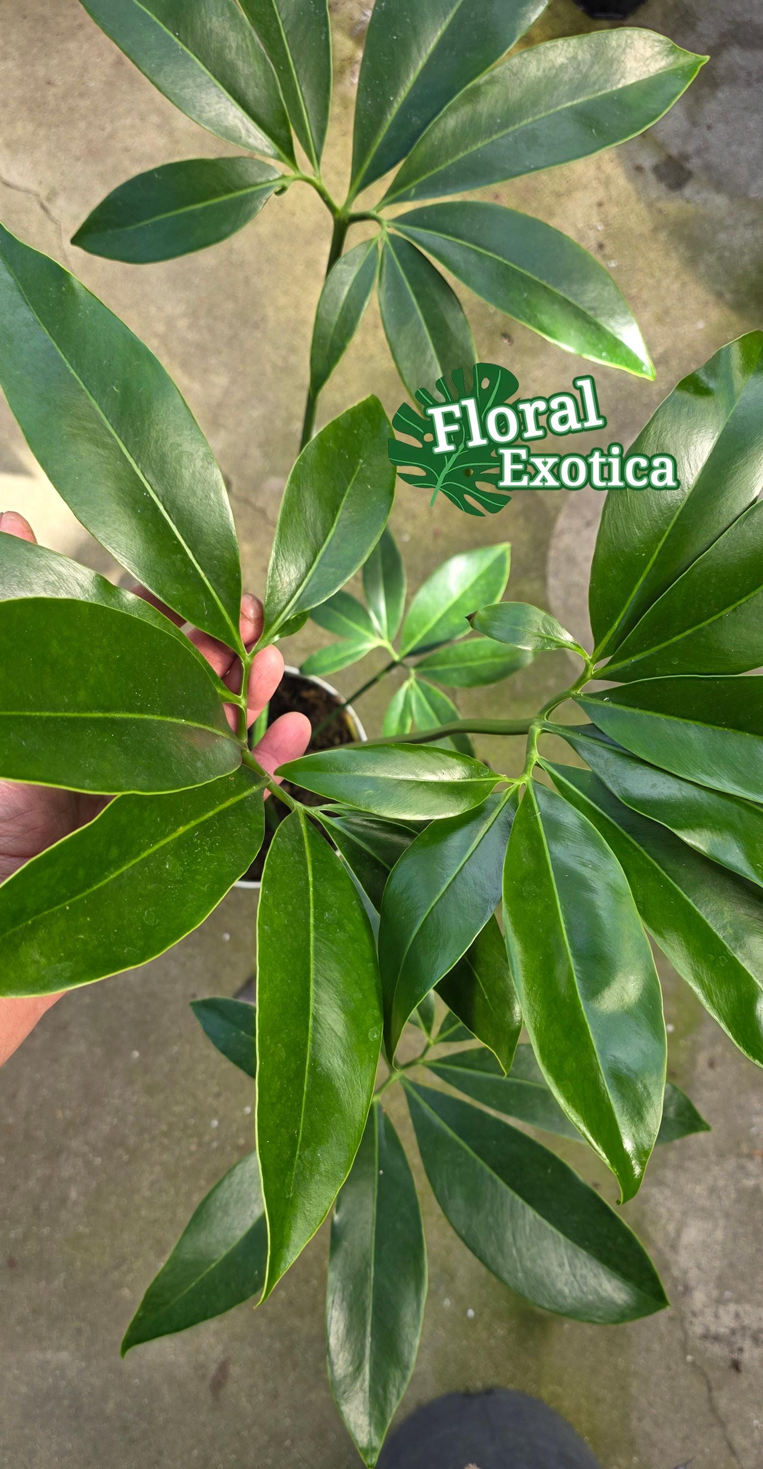Philodendron Goeldii - Thaumatophyllum Spruceanum - Fun Bun Finger Leaf  Plant - Exact WYSIWYG Very Established Specimen - Etsy