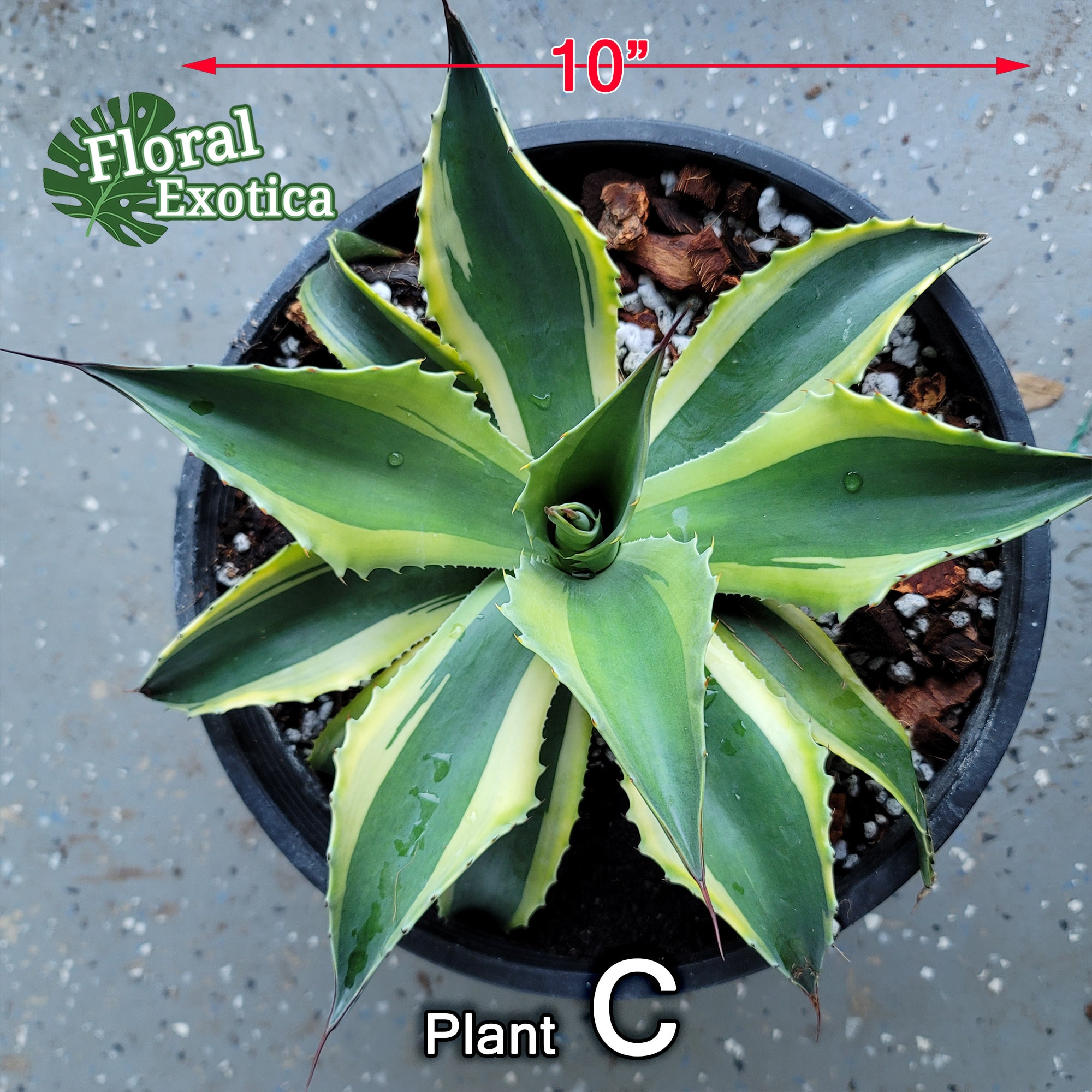 ウ*ニ様 アガべ ‘オルカ’ AGAVE OVATIFOLIA ‘ORCA’ Learn about Agave ovatifolia 'Orca' | Orca Whale's Tongue