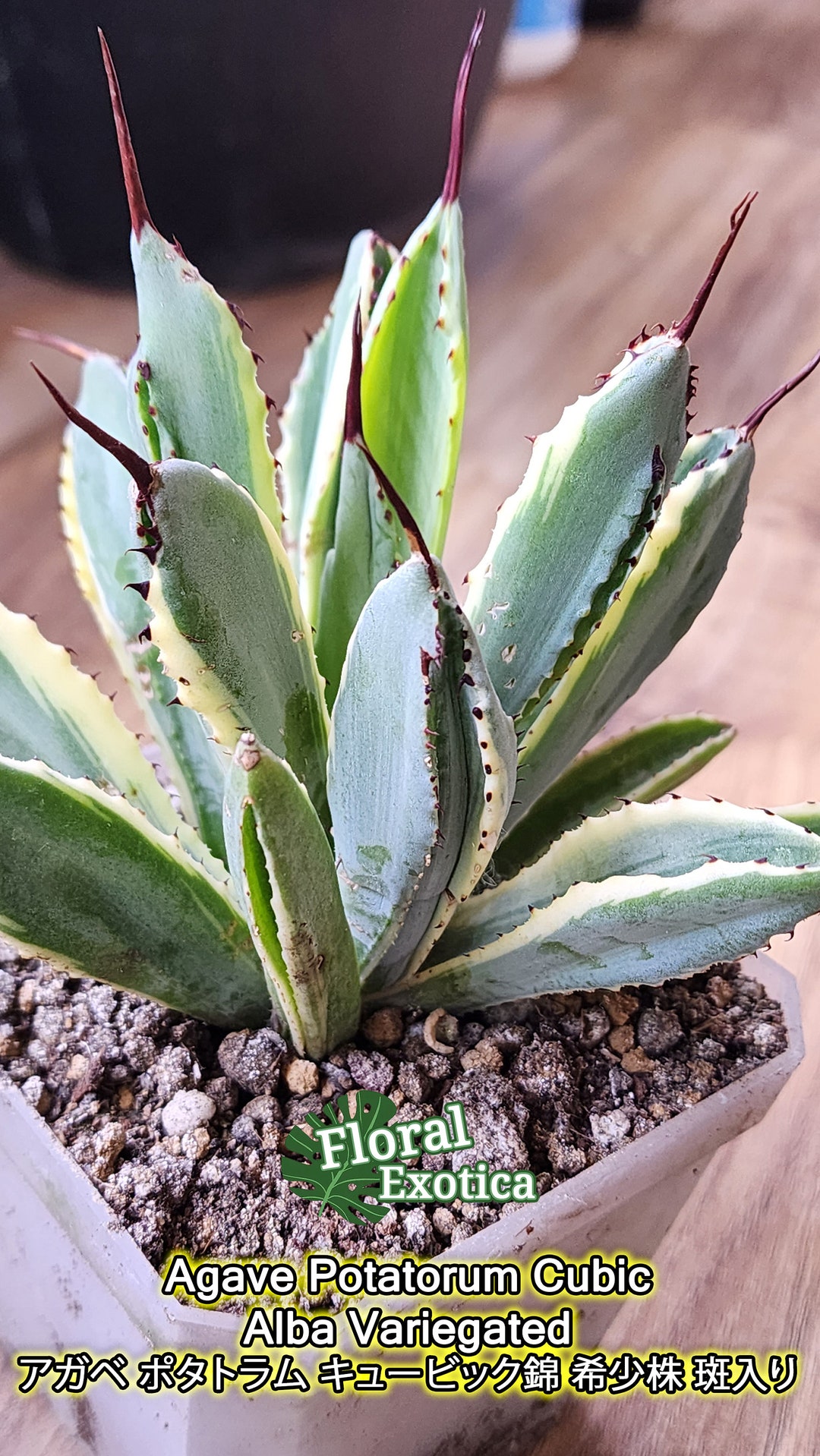 Agave Potatorum Cubic Alba Variegated アガベ ポタトラム Agave Potatorum Cubic Alba Variegated アガベ ポタトラム