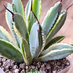 May include: A potted Agave Potatorum Cubic Alba Variegated succulent. The plant features green and white striped leaves with reddish-brown tips. The pot is a light gray color and contains a soil mixture. The image includes the Floral Exotica logo and plant name.
