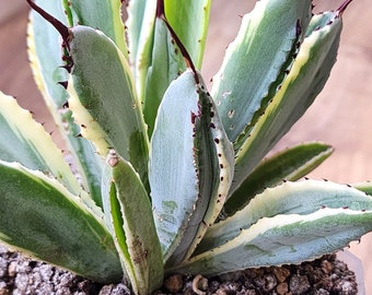 Agave Potatorum Cubic Alba Variegated - アガベ ポタトラム キュービック錦 希少株 斑入り - 希少植物 - Rare! - 龍舌蘭専門店 -Specialty Agave Shop - US Stock - 植物検疫証明書付きで出荷