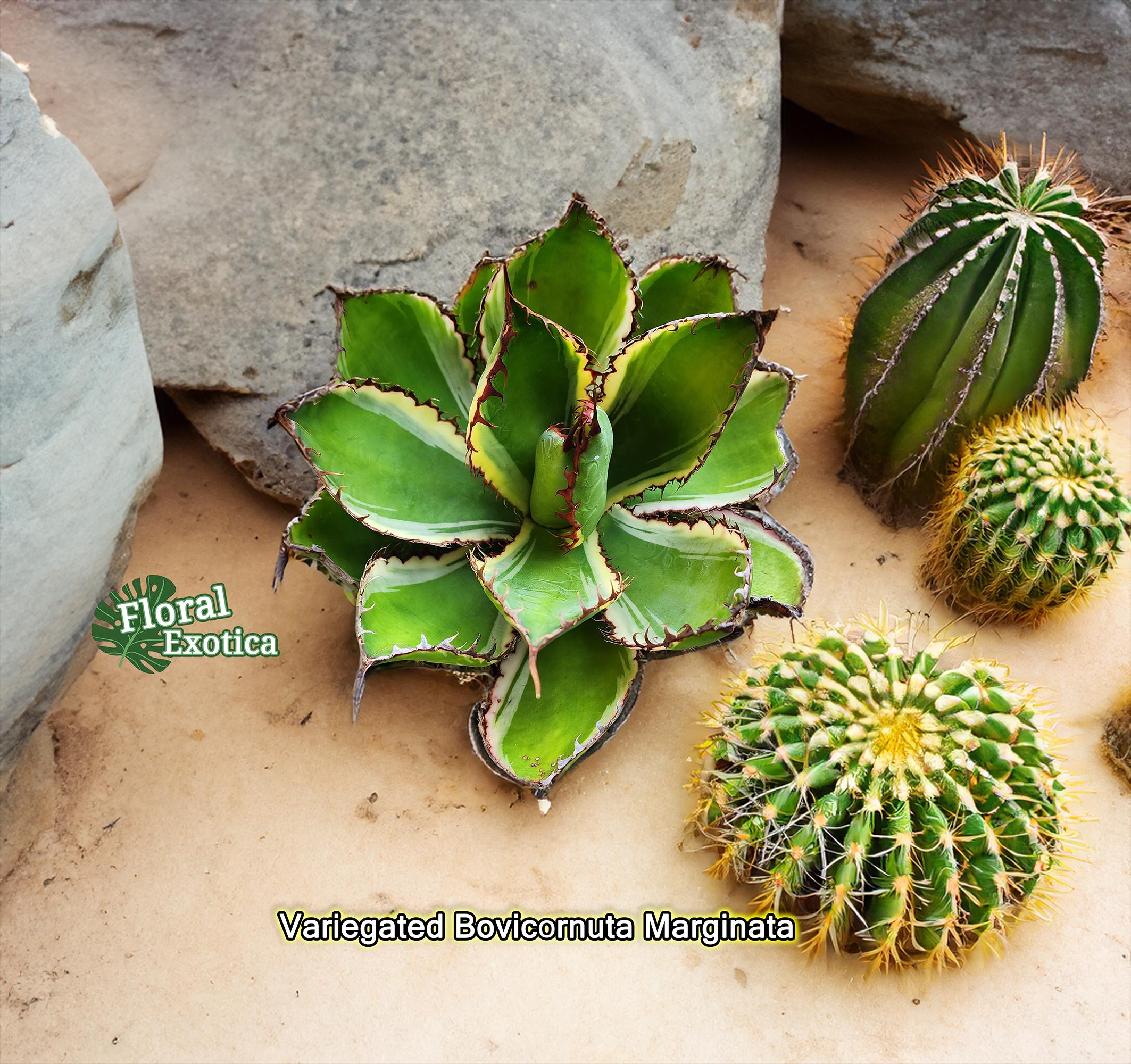 Variegated Agave Bovicornuta - ボビコルヌータ アガベ斑入り- 蕾絲