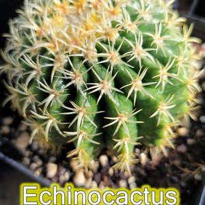 Echinocactus Grusonii Brevispinus - Not Golden Barrel - Spherical Ball Cactus with Short Hooked Spine