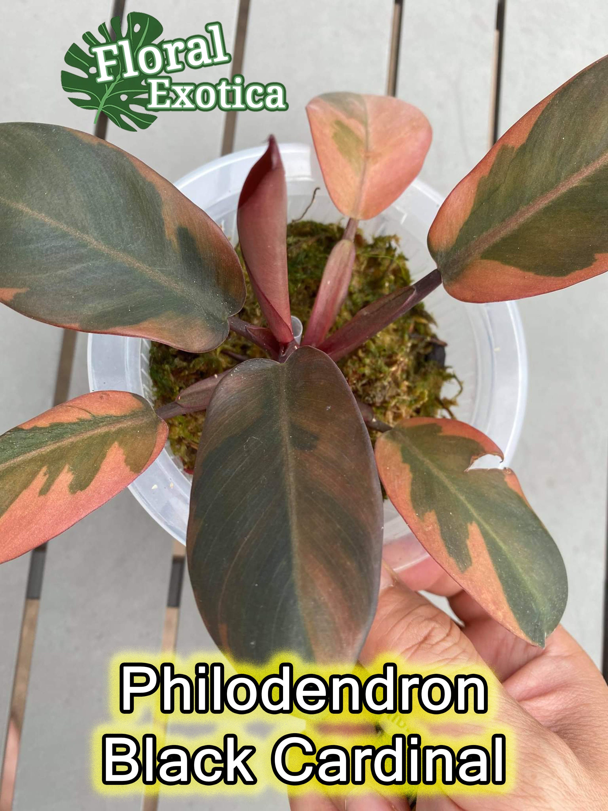 Philodendron Black Cardinal Premium Grade Orange Etsy Singapore