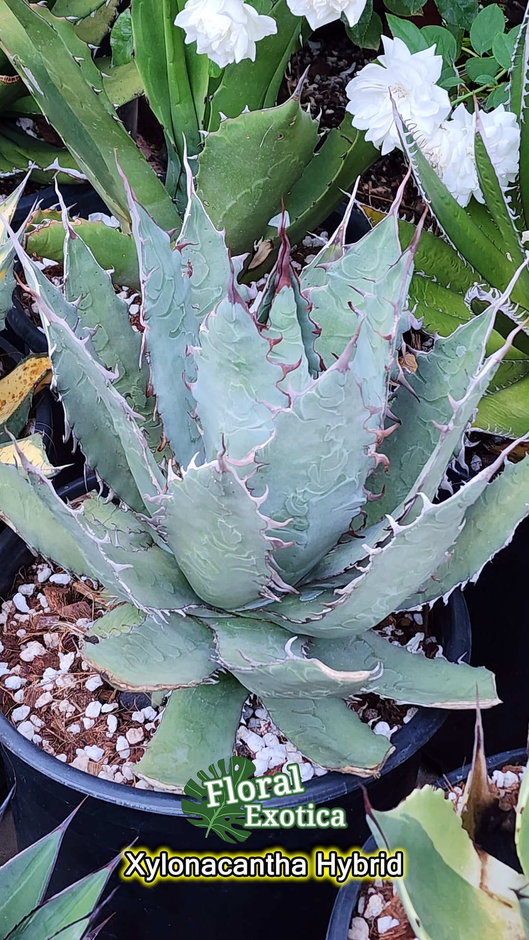 Custom Listing: Agave Xylonacantha Hybrid via special order Custom Listing: Agave Xylonacantha Hybrid via special order