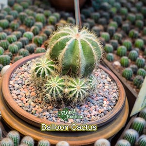 Balloon Cactus - Parodia Magnifica - Free US Shipping