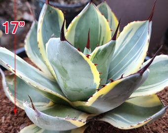 agave 'Illusion' TC【※発根済み】レア種 希少株 agave 'Illusion' TC【※発根済み】レア種 希少株 Agave 'Illusion' TC