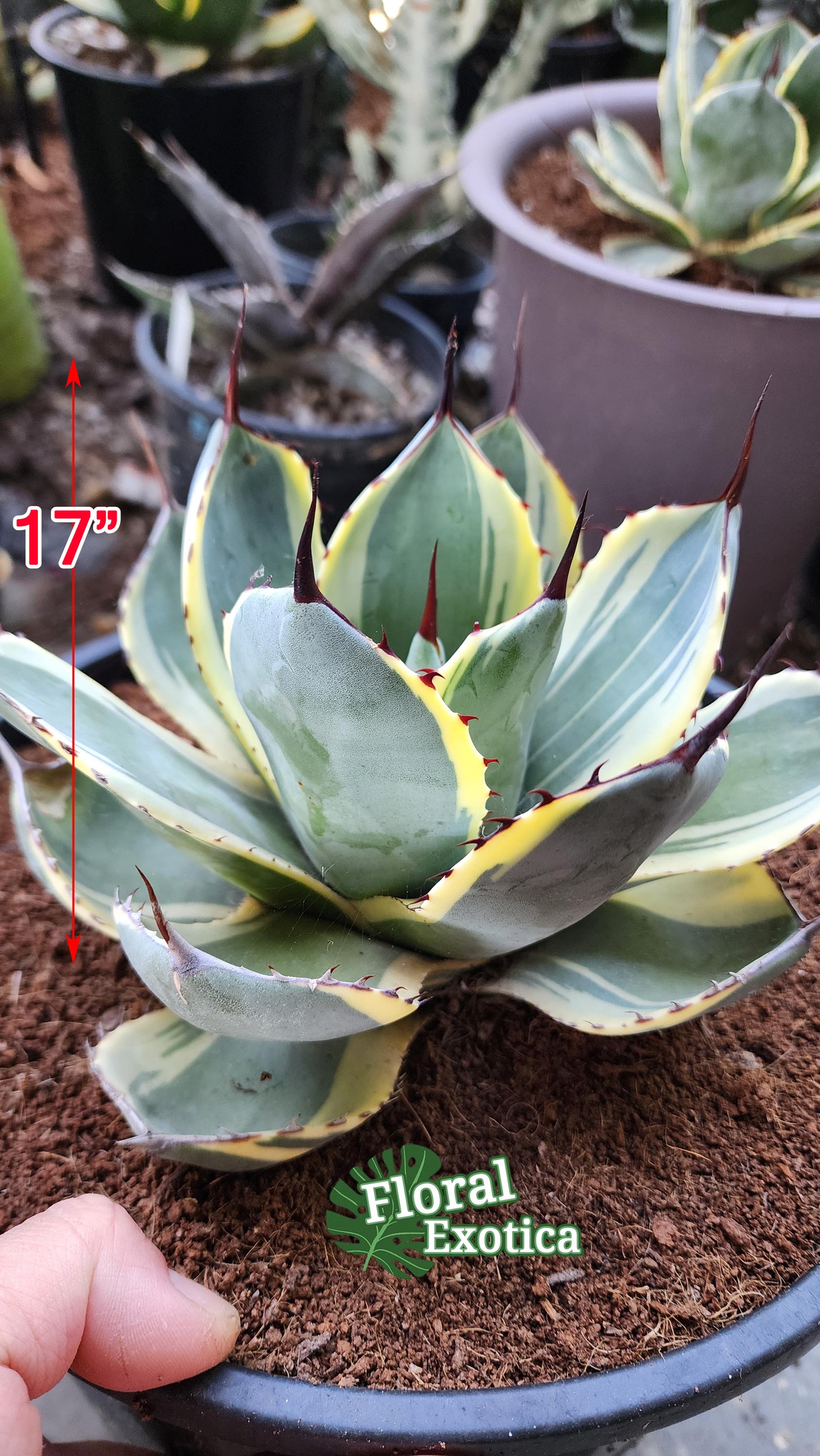 Agave Parryi Truncata 'Orizaba' - アガベ パリー トランカタ