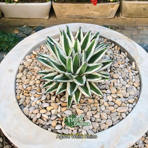 Variegated Ovatifolia Variegated Ovatifolia