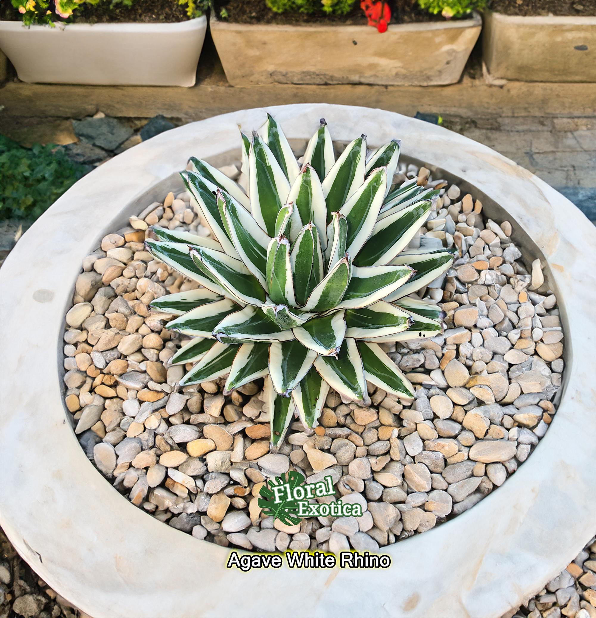新品Mサイズ kaitlynSepia Agave CATEGORY Agave | N PLANTS