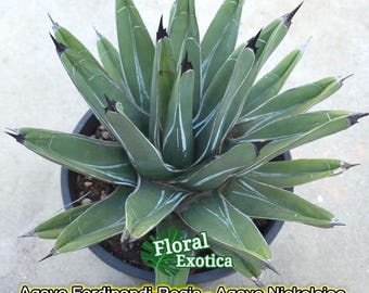 Agave Macroacantha 'blue Ribbon' - Long Black Terminal Spike